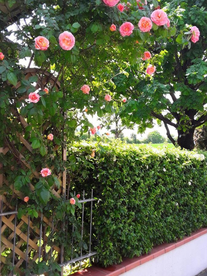 B&B La Rosa Gialla マラネッロ エクステリア 写真